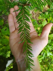 Taxus canadensis