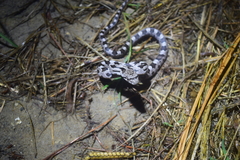 Pantherophis alleghaniensis