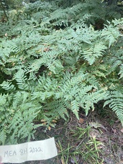 Pteridium