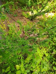 Taxus canadensis