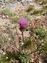 Cirsium andersonii