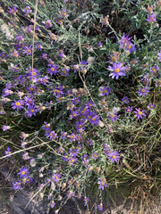 Dieteria canescens