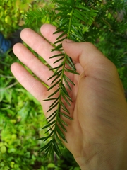 Taxus canadensis