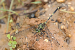 Orthetrum serapia