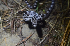 Pantherophis alleghaniensis