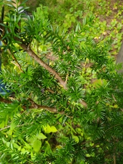 Taxus canadensis