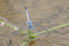 Diplacodes trivialis