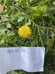 Taraxacum