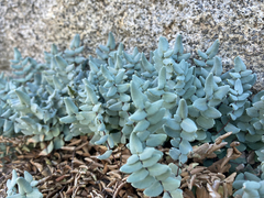Pellaea bridgesii
