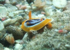 Chromodoris quadricolor