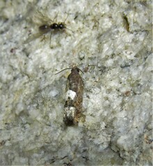 Eucosma