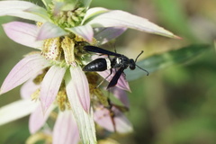 Monobia quadridens