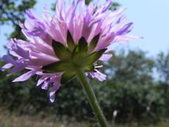 Knautia