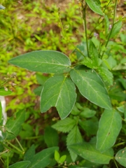 Desmodium perplexum