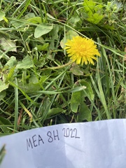 Taraxacum