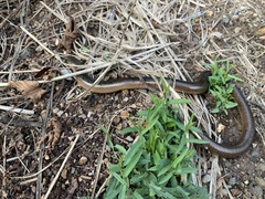 Anguis colchica
