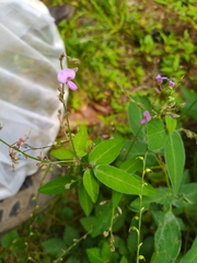 Desmodium perplexum