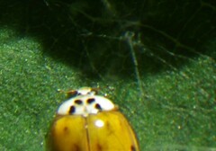 Harmonia axyridis