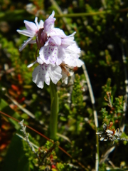 Dactylorhiza maculata ericetorum