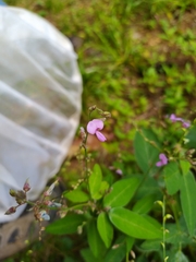 Desmodium perplexum