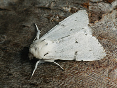 Acronicta leporina