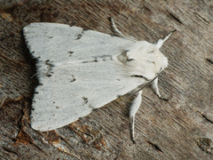 Acronicta leporina