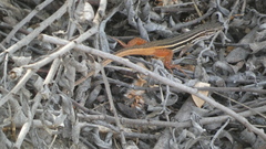 Psammodromus algirus