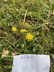 Scorzoneroides autumnalis