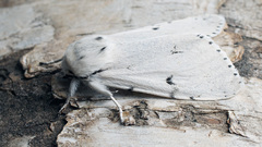 Acronicta leporina