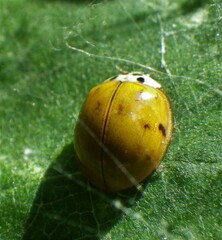 Harmonia axyridis