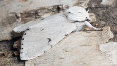 Acronicta leporina