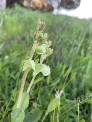 Pterygodium catholicum