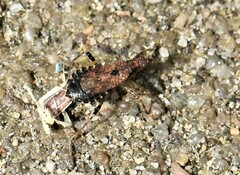 Himacerus mirmicoides