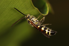 Campsomerinae