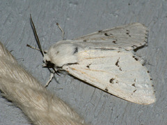 Acronicta leporina