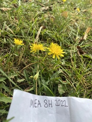 Scorzoneroides autumnalis