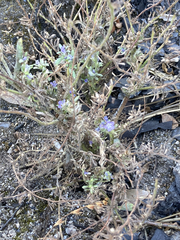 Phacelia humilis