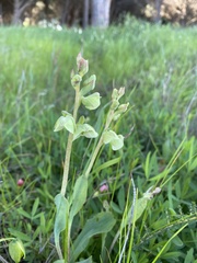 Pterygodium catholicum