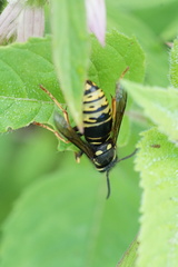 Vespula vidua
