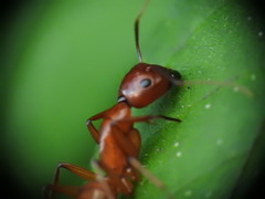 Camponotus castaneus