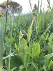 Pterygodium catholicum