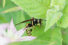 Vespula vidua