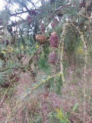 Larix decidua
