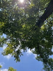 Robinia pseudoacacia
