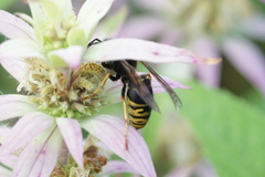 Vespula vidua
