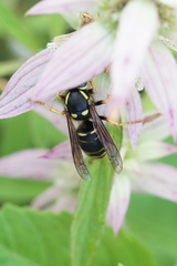 Vespula vidua