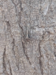 Platycryptus californicus