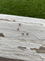 Heteroptera