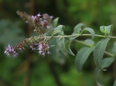 Mentha longifolia