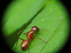 Camponotus castaneus